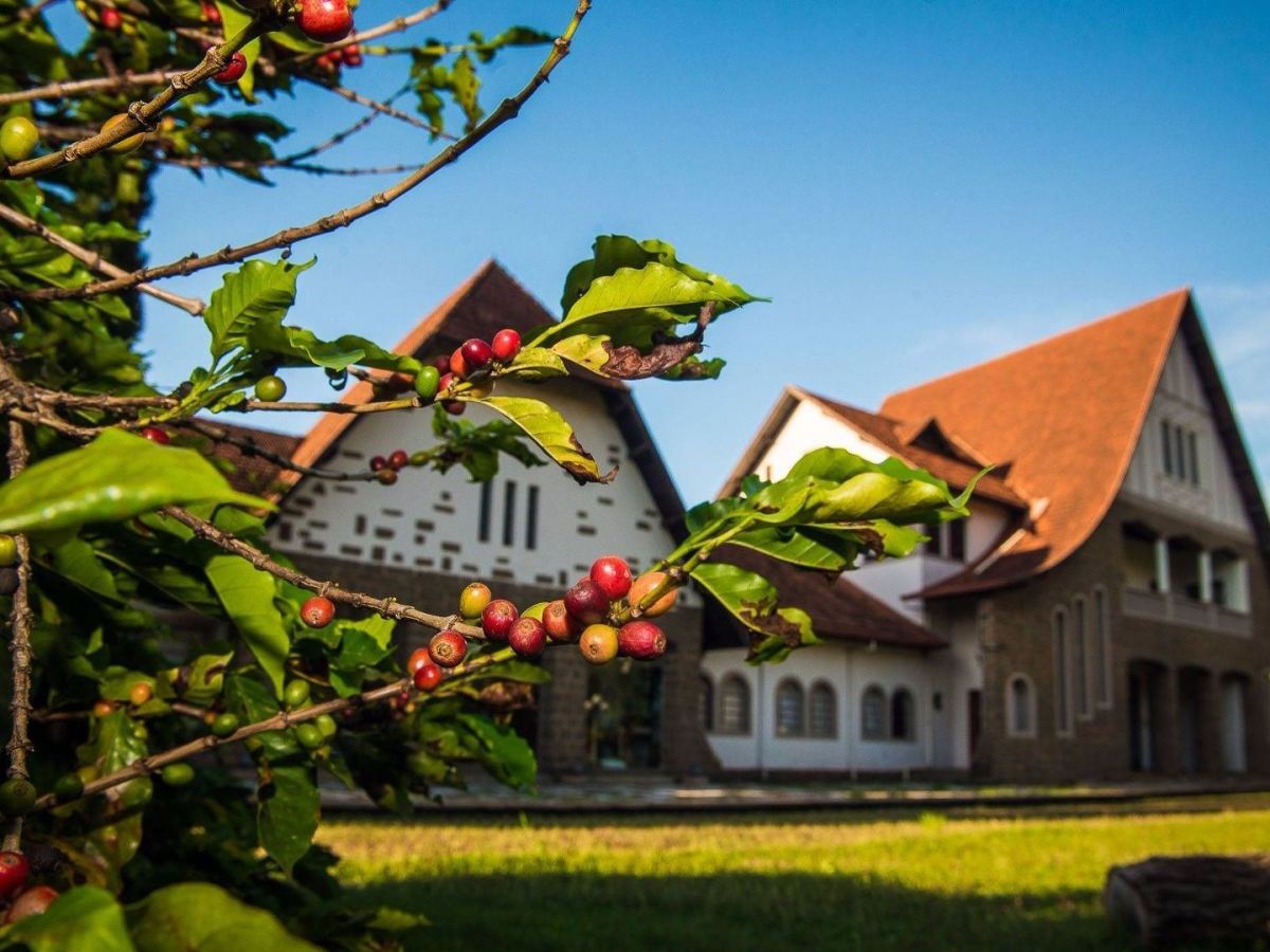 Flor do Café: Epopeia de Londrina – Lucas&nbsp;Torresin